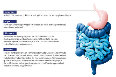 infografik-verdauung-links-text-rechts-darm-und-magen-gute-verdauung-gaspan-schwabe-pharma